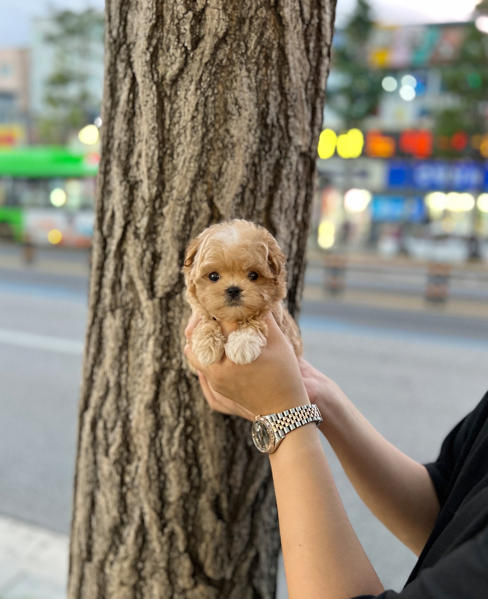 Maltipoo - Lola(Female) - Beautiful puppy teacup puppy with adorable features available for adoption from Velydog