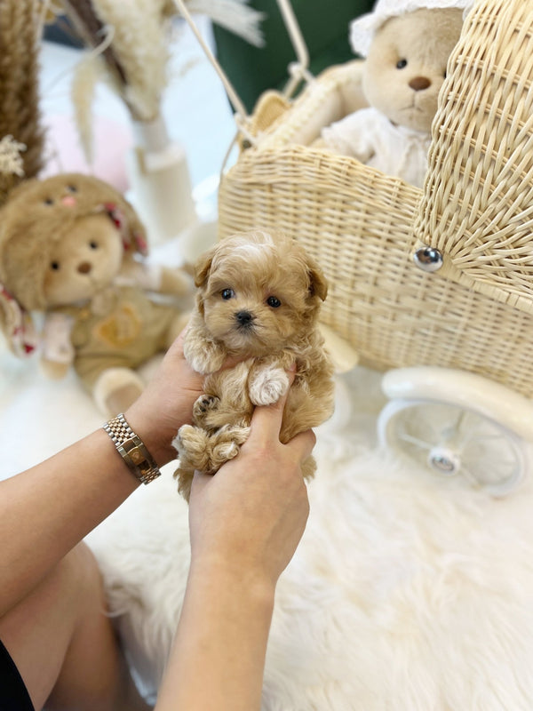 Maltipoo - Lola(Female) - Beautiful puppy teacup puppy with adorable features available for adoption from Velydog