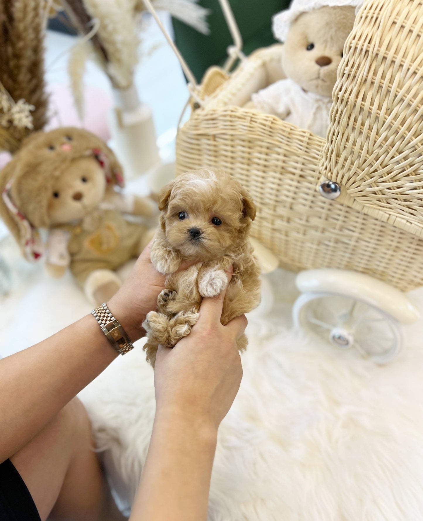 Maltipoo - Lola(Female) - Beautiful puppy teacup puppy with adorable features available for adoption from Velydog