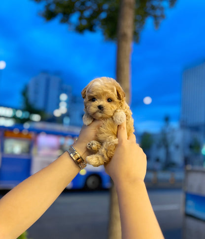 Maltipoo - Lola(Female) - Beautiful puppy teacup puppy with adorable features available for adoption from Velydog