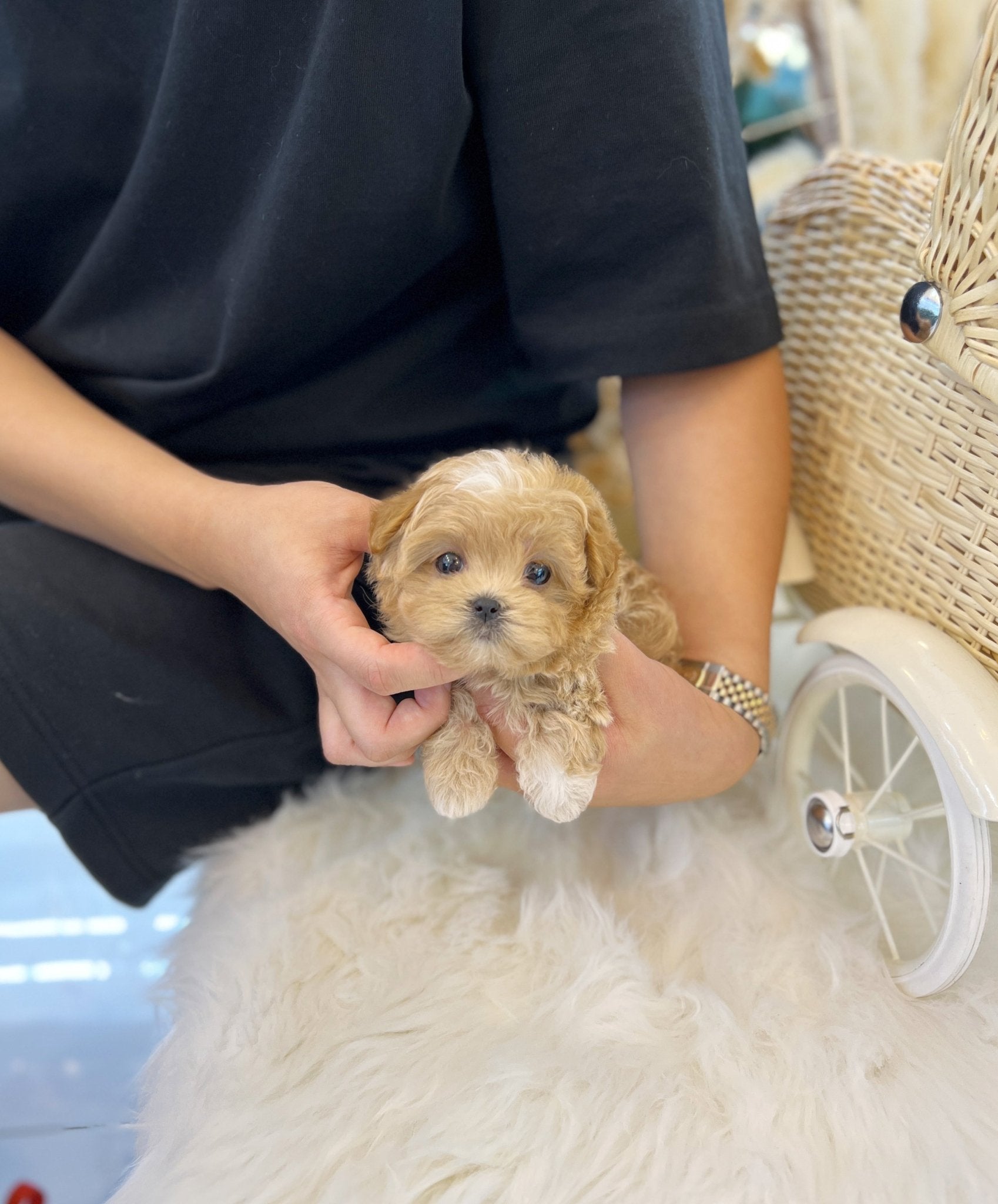 Maltipoo - Lola(Female) - Beautiful puppy teacup puppy with adorable features available for adoption from Velydog