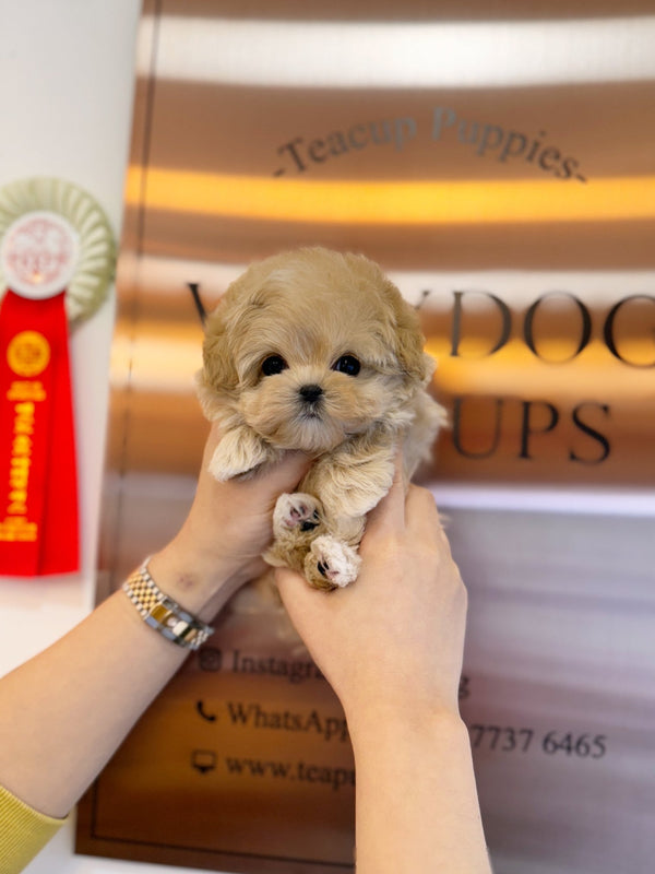 Maltipoo - London(Male) - Beautiful puppy teacup puppy with adorable features available for adoption from Velydog