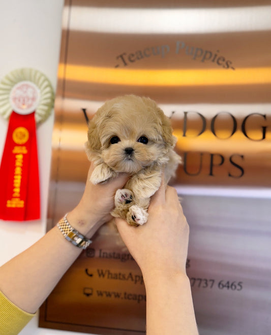 Maltipoo - London(Male) - Beautiful puppy teacup puppy with adorable features available for adoption from Velydog