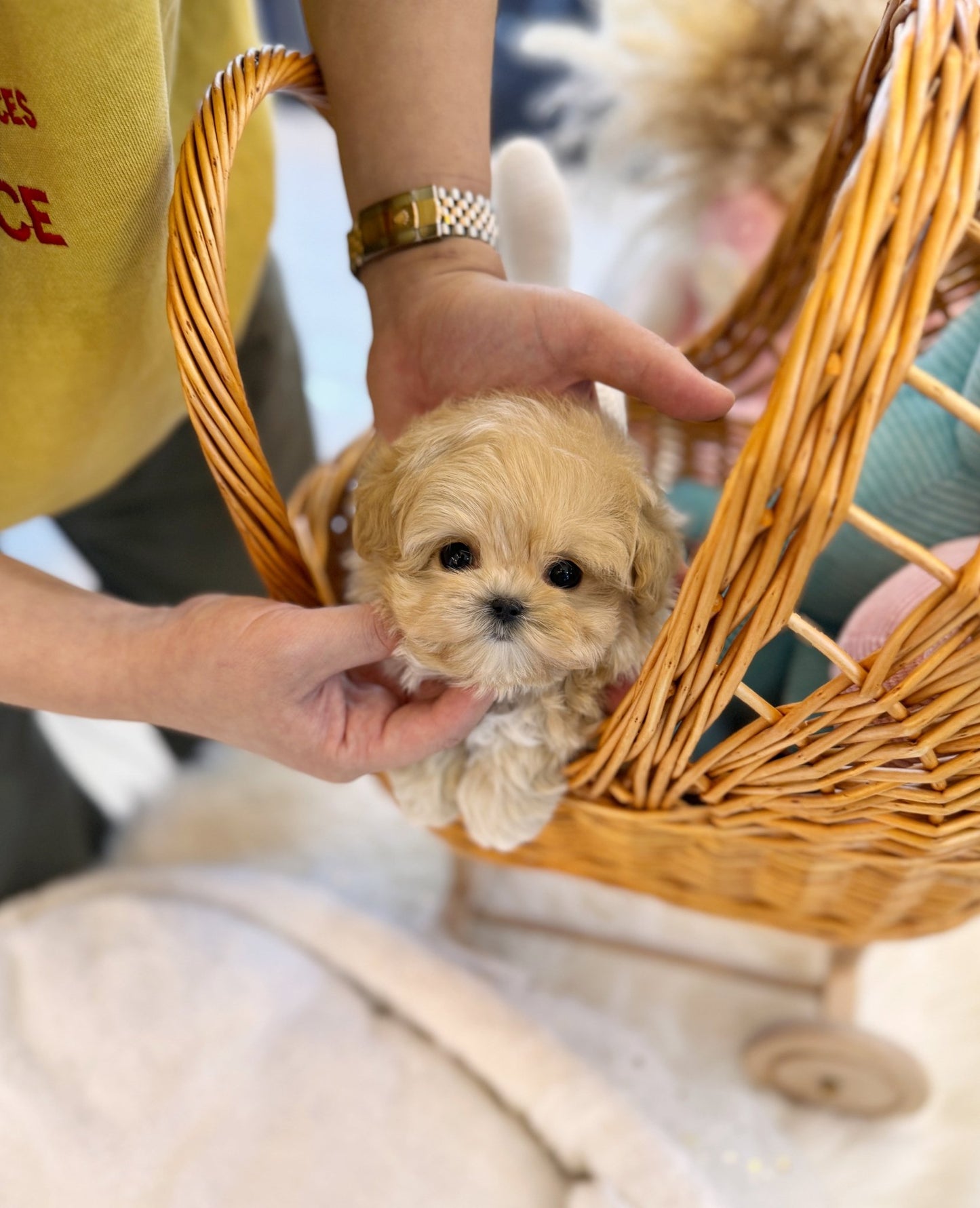 Maltipoo - London(Male) - Beautiful puppy teacup puppy with adorable features available for adoption from Velydog