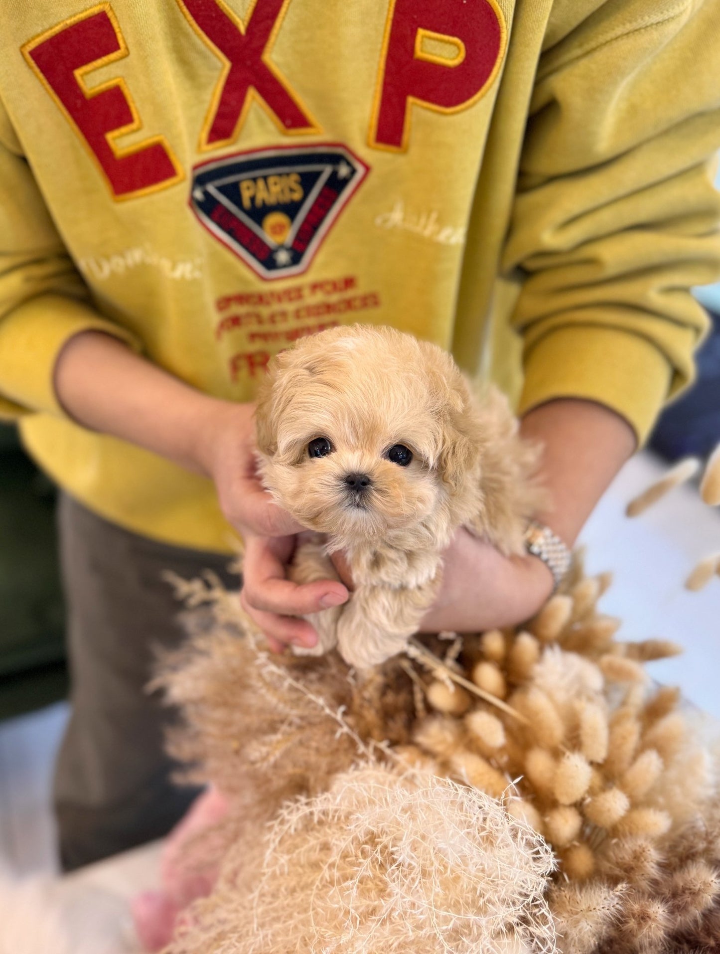 Maltipoo - London(Male) - Beautiful puppy teacup puppy with adorable features available for adoption from Velydog