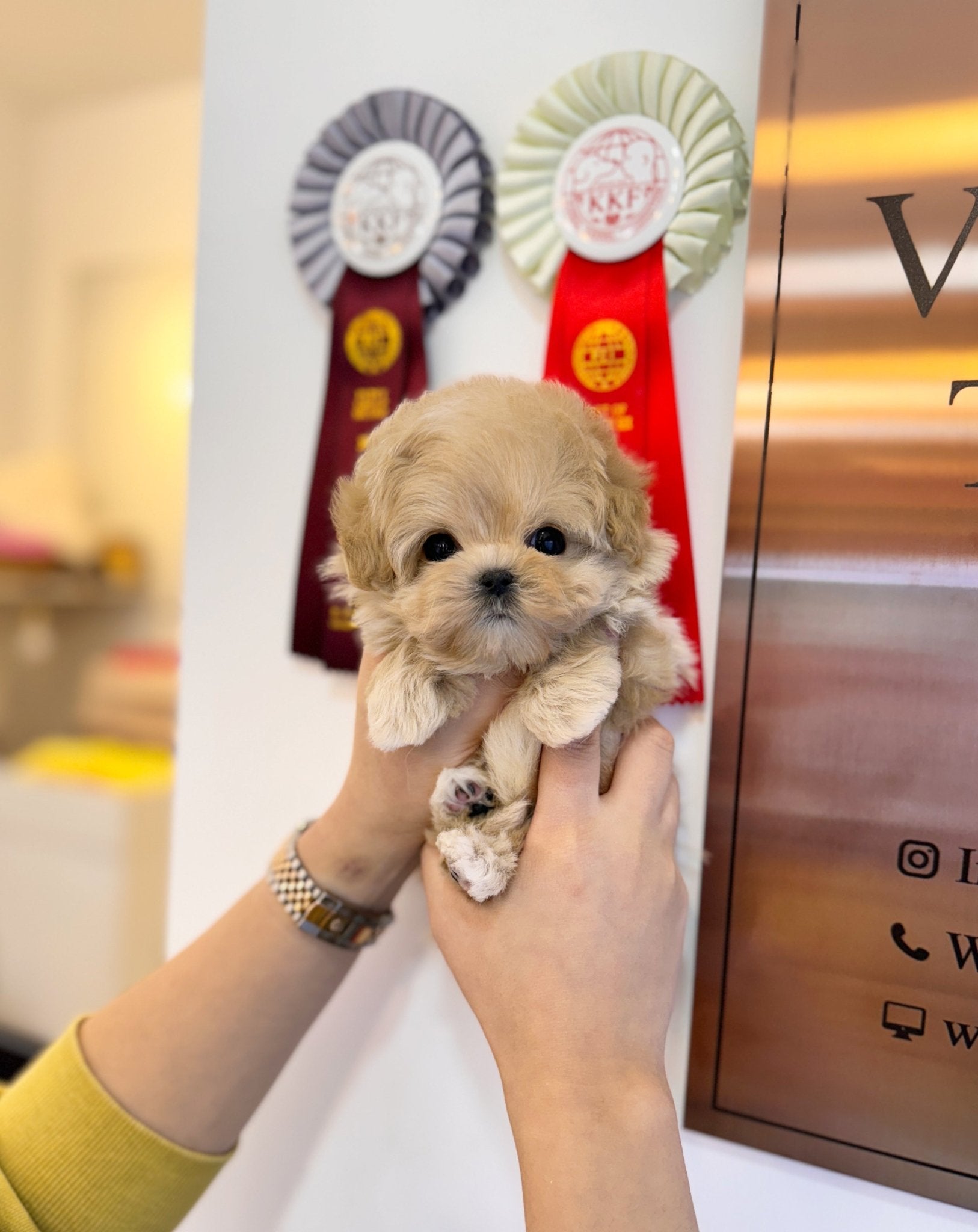 Maltipoo - London(Male) - Beautiful puppy teacup puppy with adorable features available for adoption from Velydog