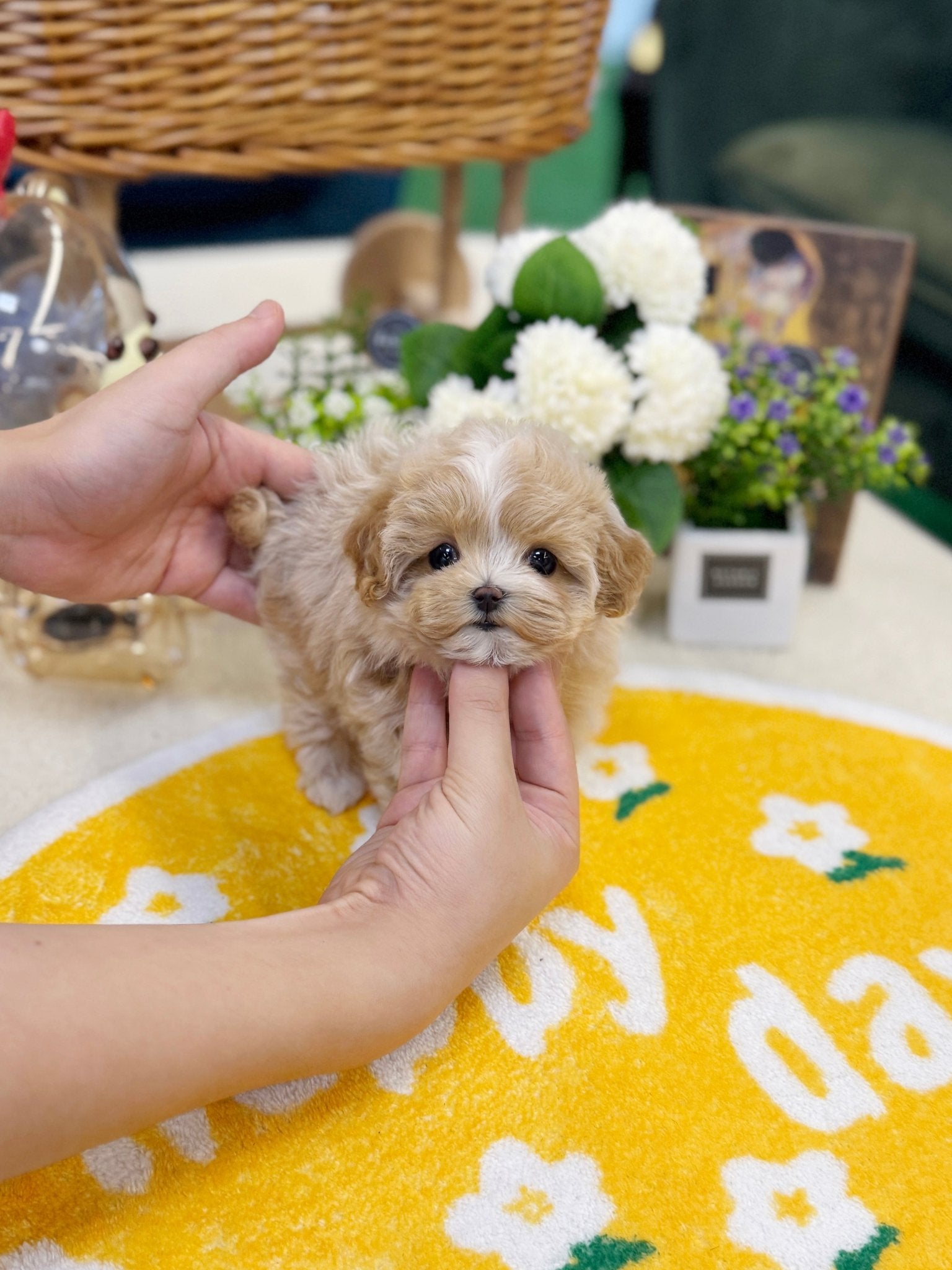 Maltipoo - Loopa(Female) - Beautiful puppy teacup puppy with adorable features available for adoption from Velydog