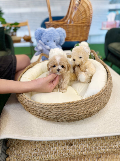 Maltipoo - Loopa(Female) - Beautiful puppy teacup puppy with adorable features available for adoption from Velydog