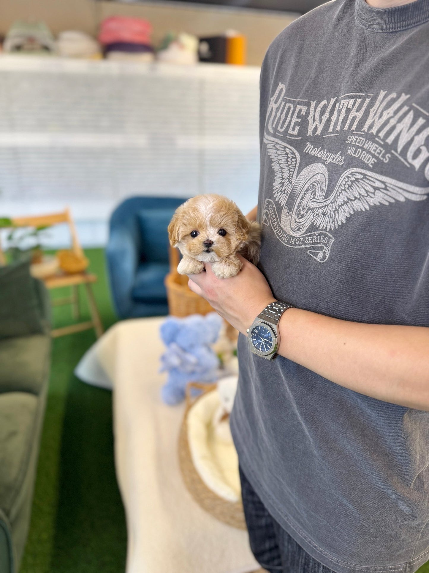 Maltipoo - Loopa(Female) - Beautiful puppy teacup puppy with adorable features available for adoption from Velydog