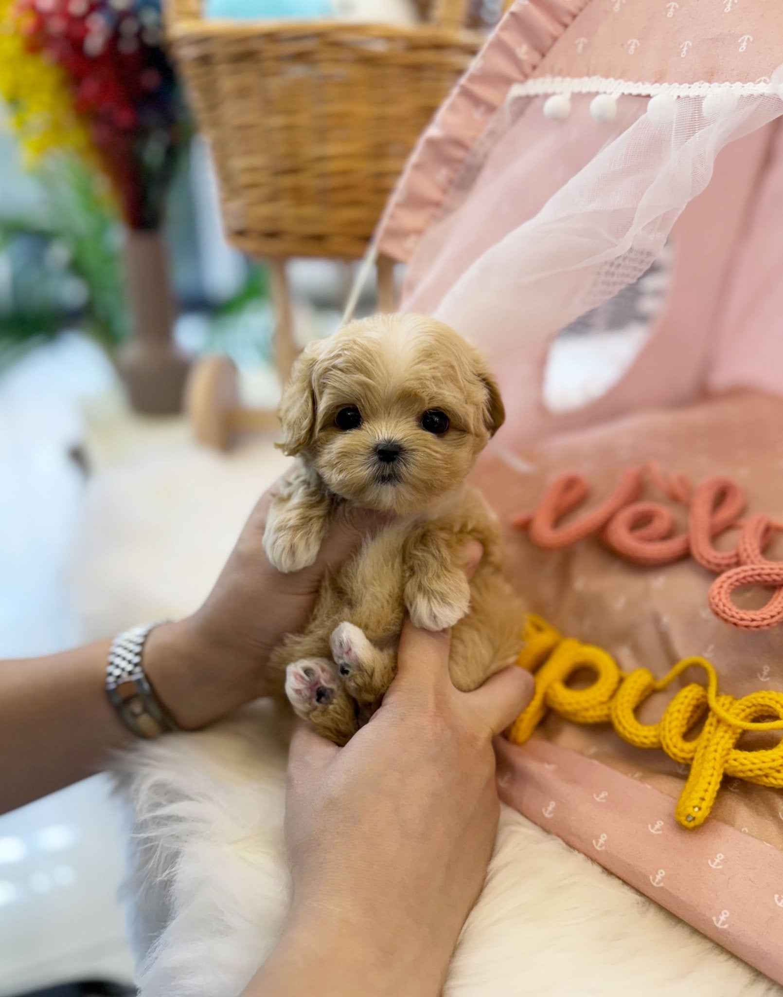 Maltipoo - Lora(Female) - Beautiful puppy teacup puppy with adorable features available for adoption from Velydog