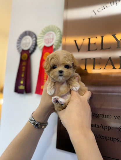 Maltipoo - Lora(Female) - Beautiful puppy teacup puppy with adorable features available for adoption from Velydog