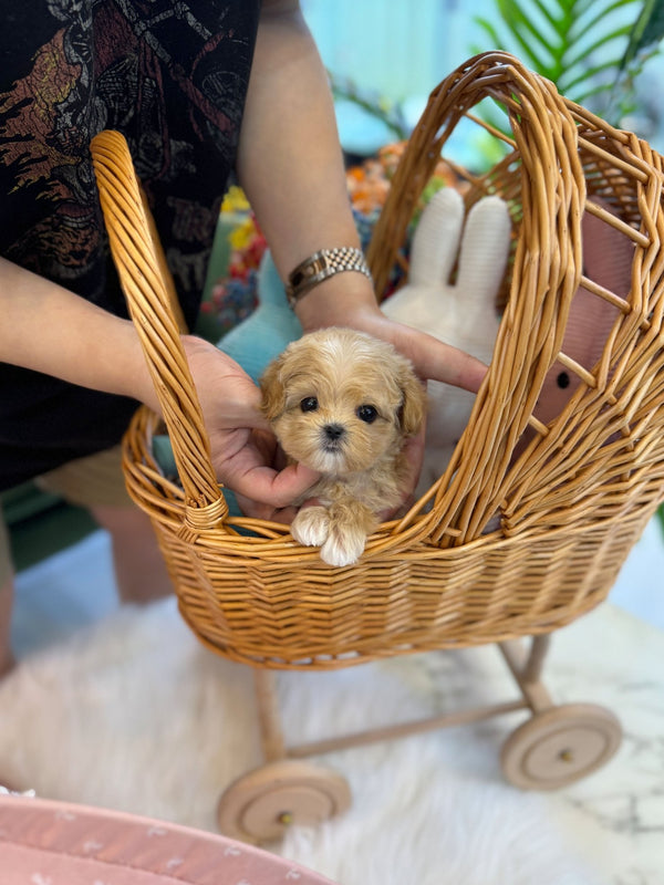 Maltipoo - Lora(Female) - Beautiful puppy teacup puppy with adorable features available for adoption from Velydog