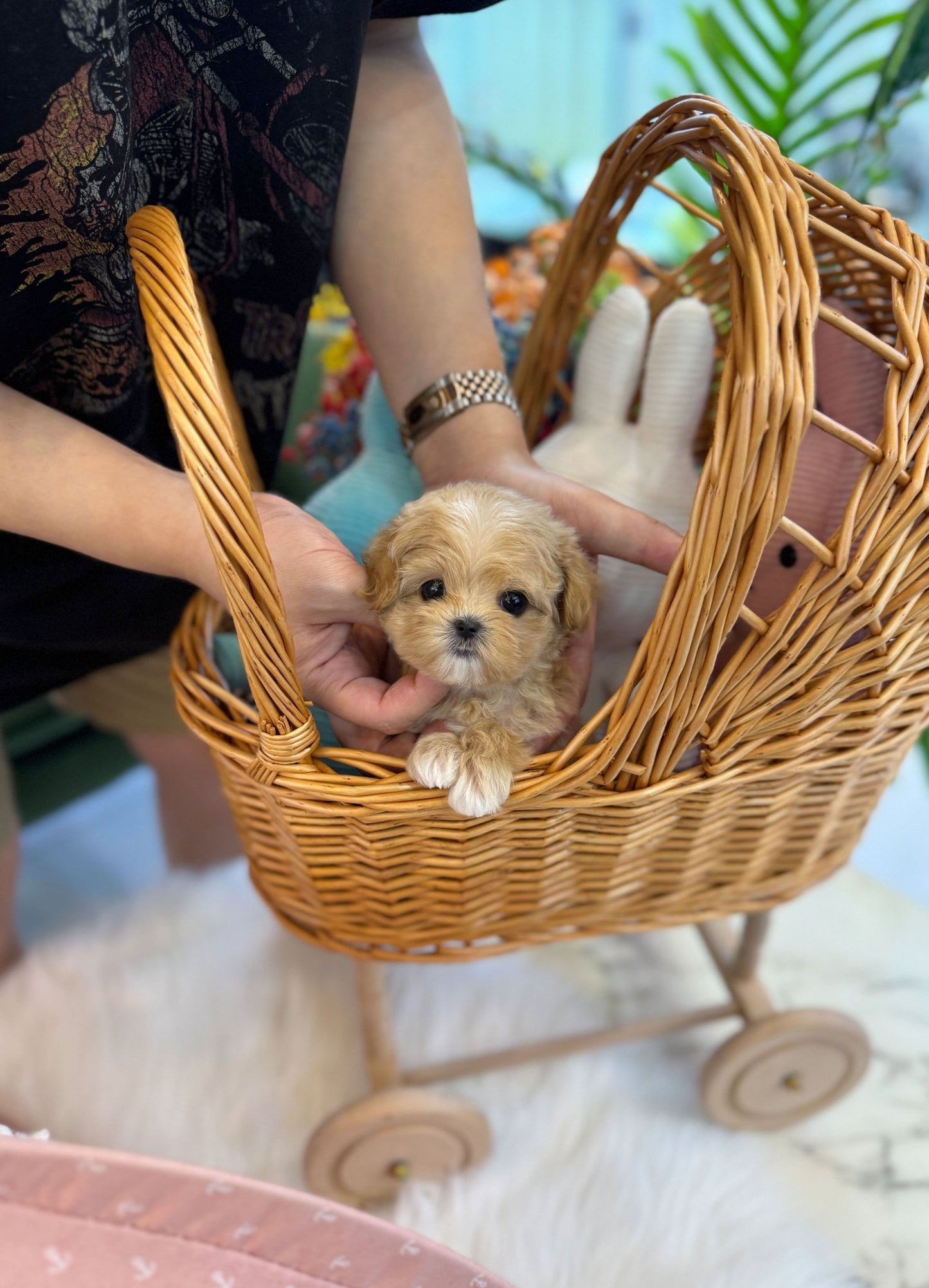 Maltipoo - Lora(Female) - Beautiful puppy teacup puppy with adorable features available for adoption from Velydog