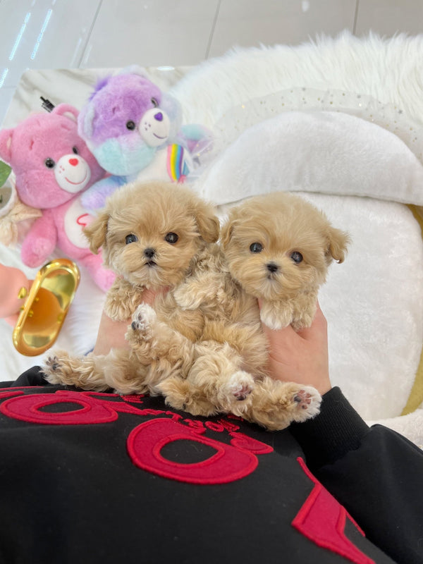 Maltipoo - Louis&Vuitton - Beautiful puppy teacup puppy with adorable features available for adoption from Velydog
