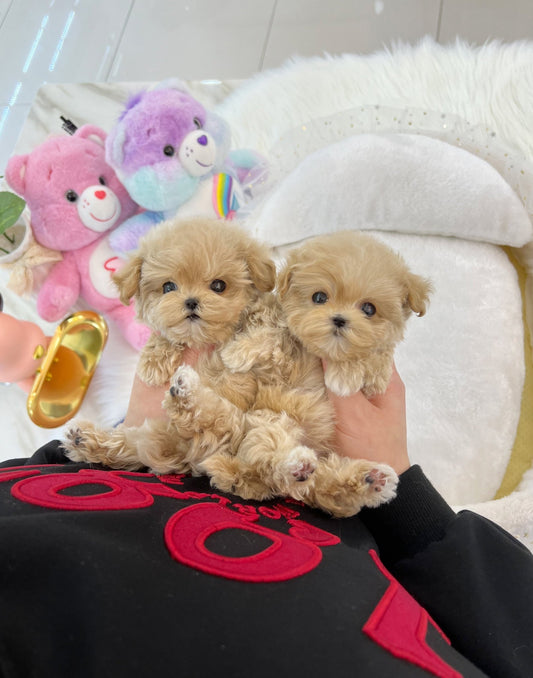 Maltipoo - Louis&Vuitton - Beautiful puppy teacup puppy with adorable features available for adoption from Velydog