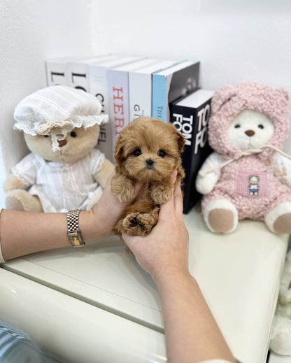 Maltipoo - Lucien(Female) - Beautiful puppy teacup puppy with adorable features available for adoption from Velydog