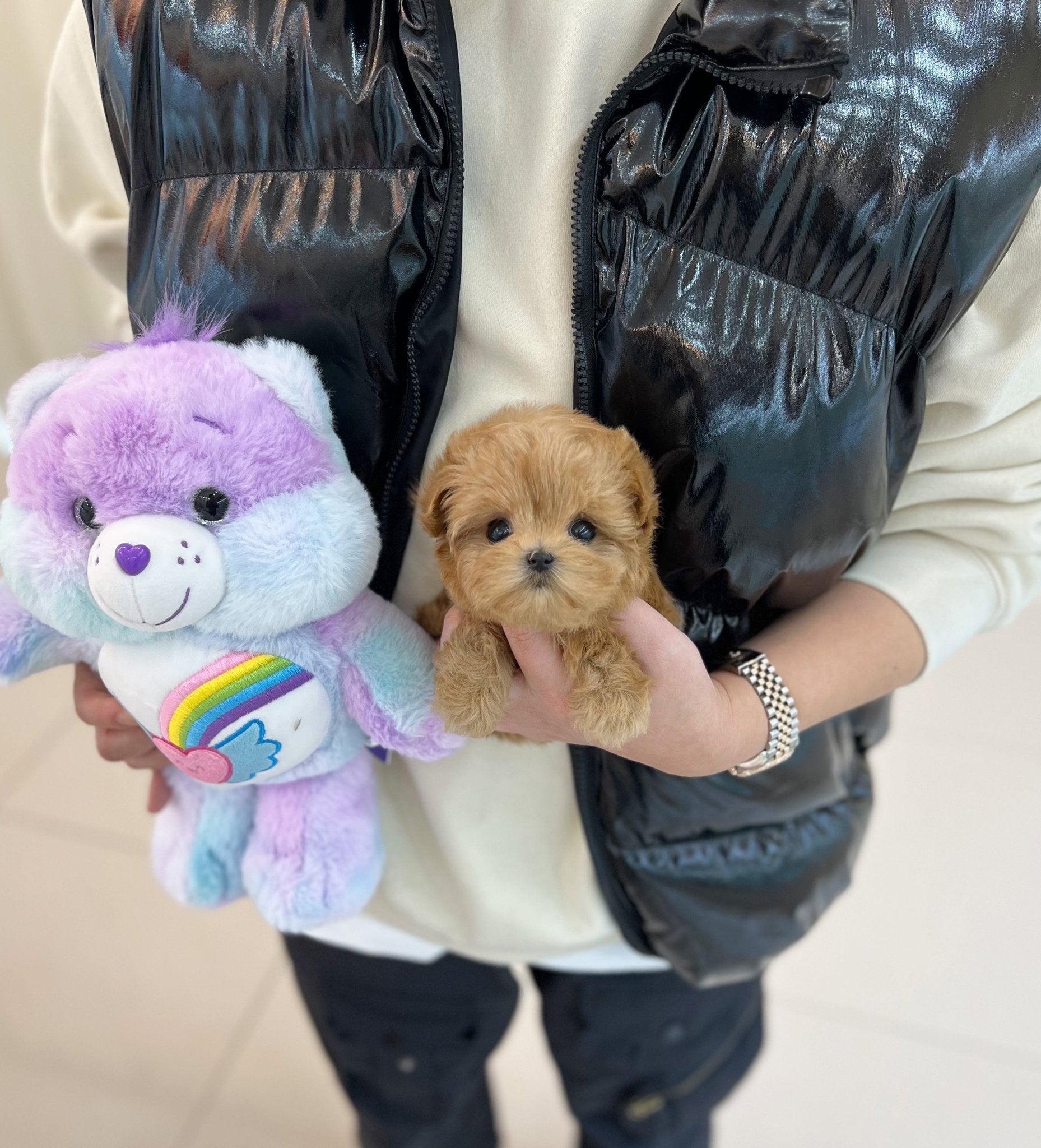 Maltipoo - Lucien(Female) - Beautiful puppy teacup puppy with adorable features available for adoption from Velydog