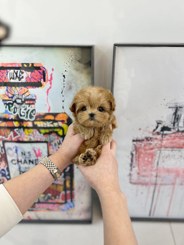 Maltipoo - Lucien(Female) - Beautiful puppy teacup puppy with adorable features available for adoption from Velydog