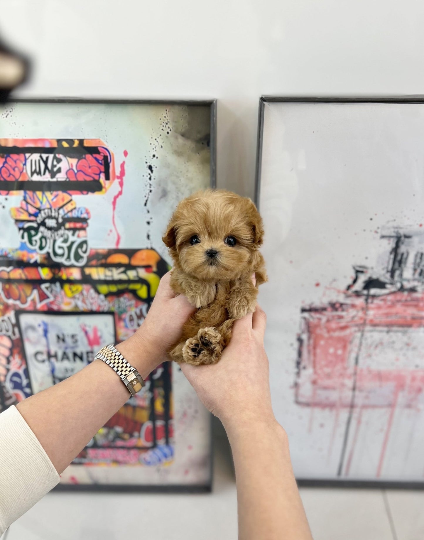 Maltipoo - Lucien(Female) - Beautiful puppy teacup puppy with adorable features available for adoption from Velydog