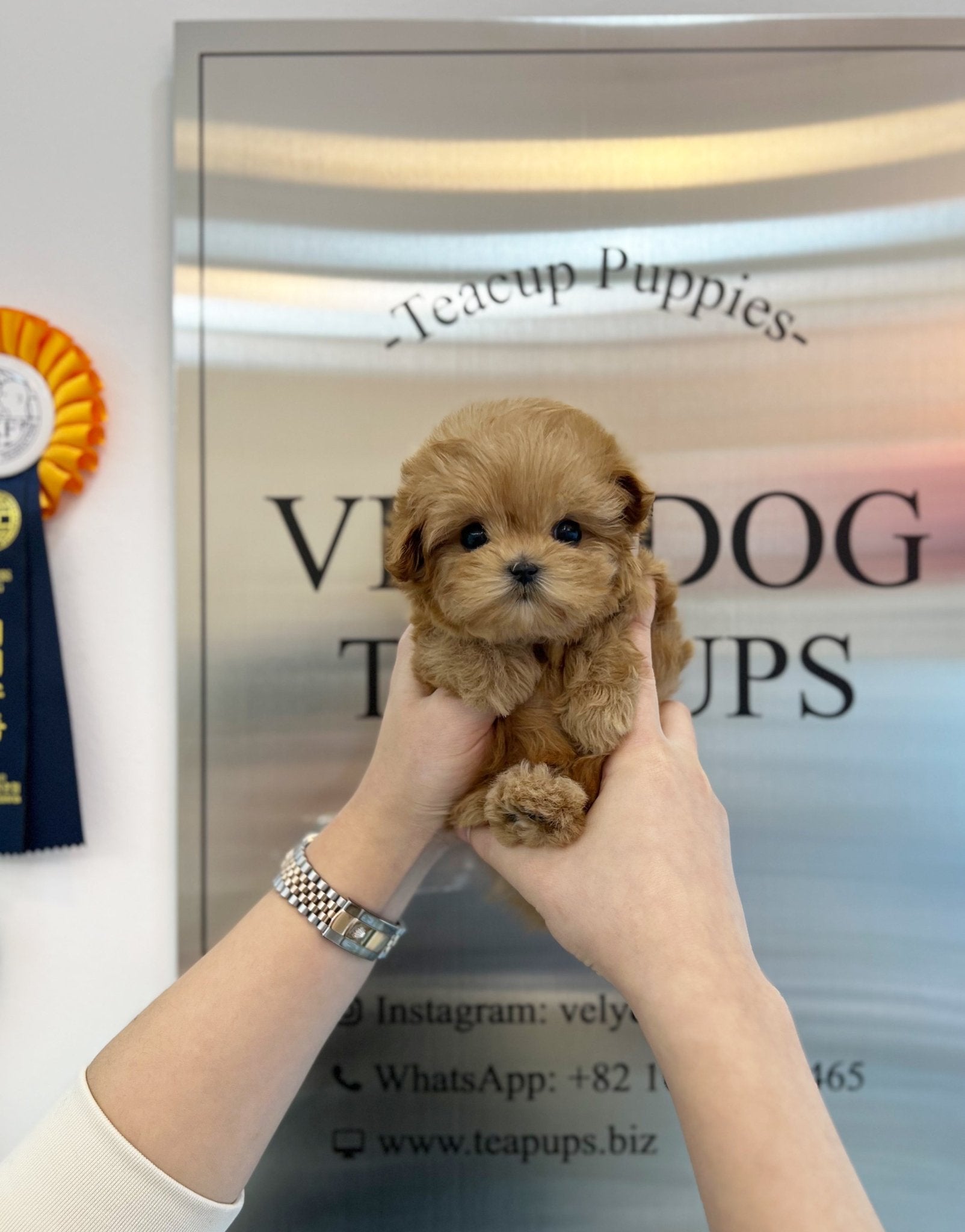 Maltipoo - Lucien(Female) - Beautiful puppy teacup puppy with adorable features available for adoption from Velydog