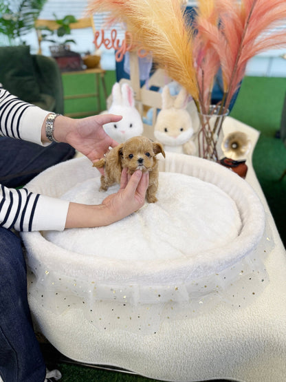 Maltipoo - Lucky(Female) - Beautiful puppy teacup puppy with adorable features available for adoption from Velydog
