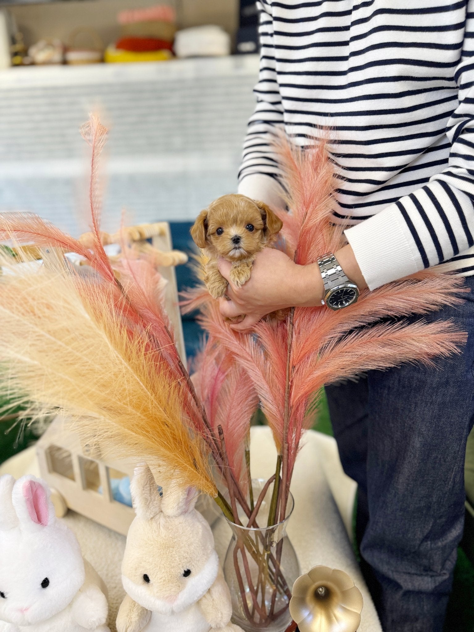 Maltipoo - Lucky(Female) - Beautiful puppy teacup puppy with adorable features available for adoption from Velydog