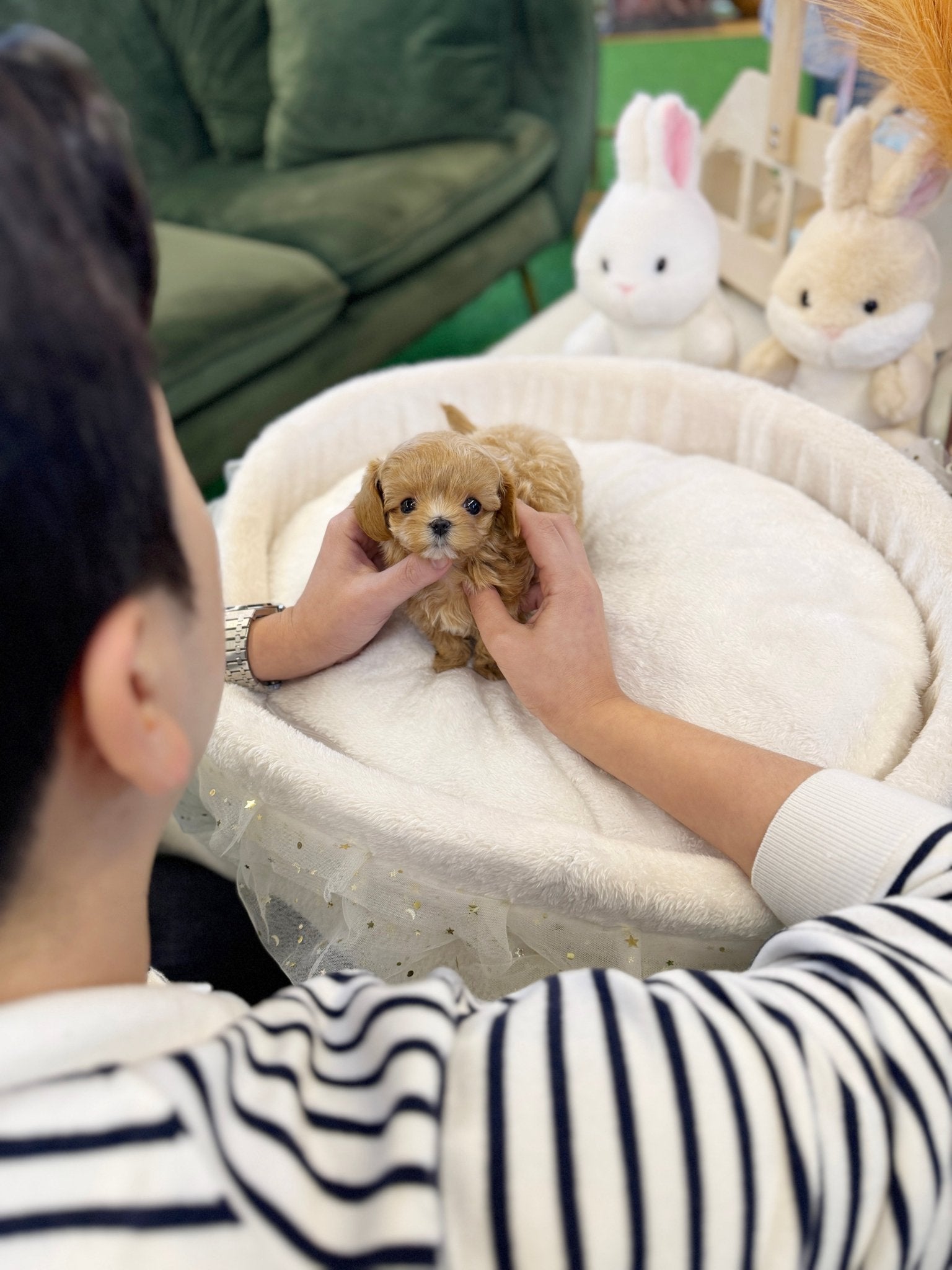 Maltipoo - Lucky(Female) - Beautiful puppy teacup puppy with adorable features available for adoption from Velydog