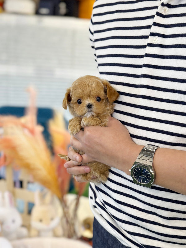 Maltipoo - Lucky(Female) - Beautiful puppy teacup puppy with adorable features available for adoption from Velydog