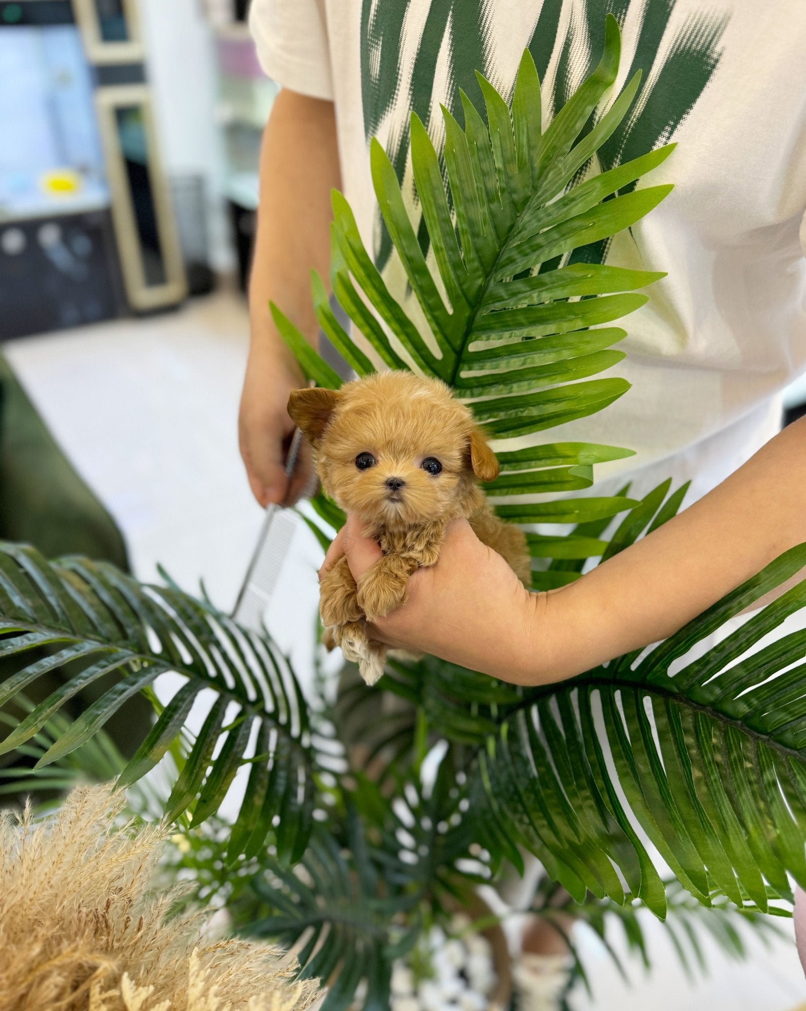 Maltipoo - Lucky(Male) - Beautiful puppy teacup puppy with adorable features available for adoption from Velydog