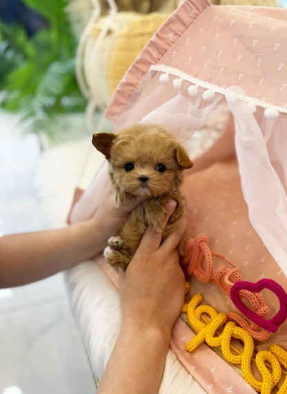 Maltipoo - Lucky(Male) - Beautiful puppy teacup puppy with adorable features available for adoption from Velydog