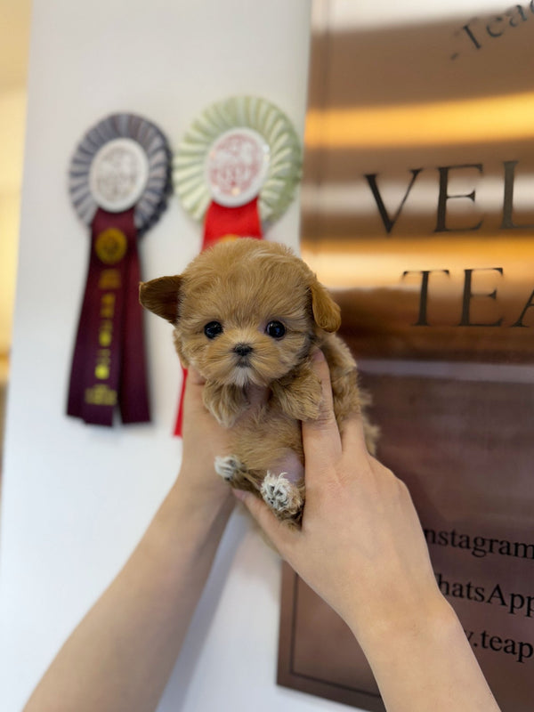 Maltipoo - Lucky(Male) - Beautiful puppy teacup puppy with adorable features available for adoption from Velydog