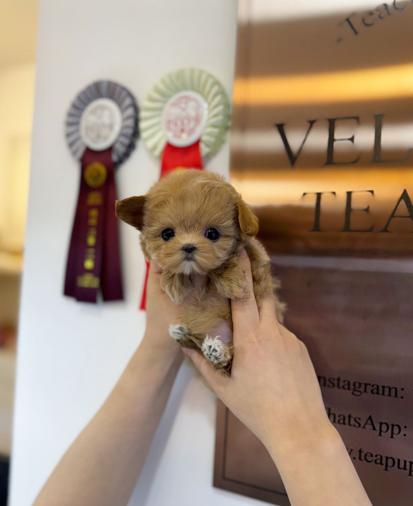 Maltipoo - Lucky(Male) - Beautiful puppy teacup puppy with adorable features available for adoption from Velydog