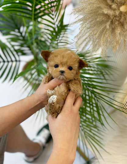 Maltipoo - Lucky(Male) - Beautiful puppy teacup puppy with adorable features available for adoption from Velydog