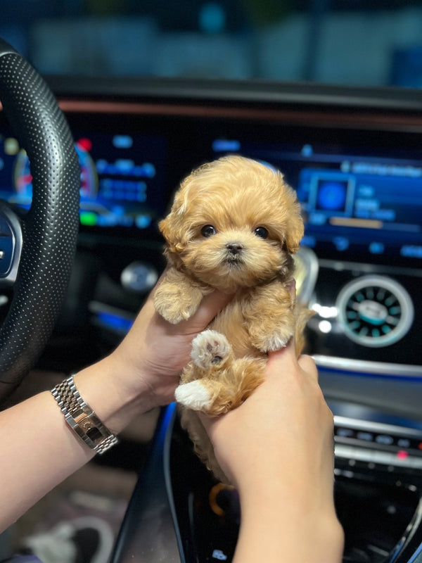 Maltipoo - Lucy(Male) - Beautiful puppy teacup puppy with adorable features available for adoption from Velydog