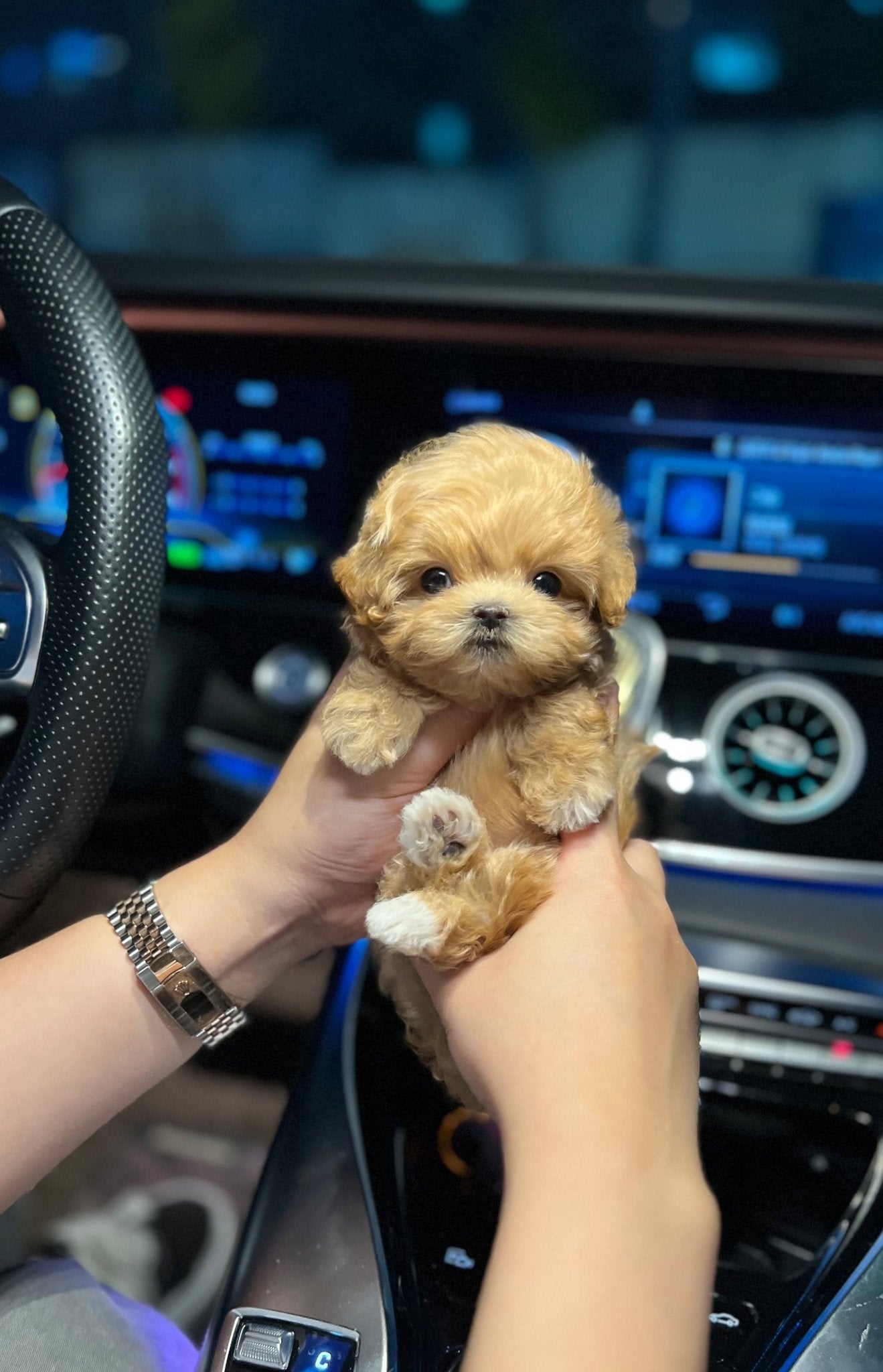 Maltipoo - Lucy(Male) - Beautiful puppy teacup puppy with adorable features available for adoption from Velydog