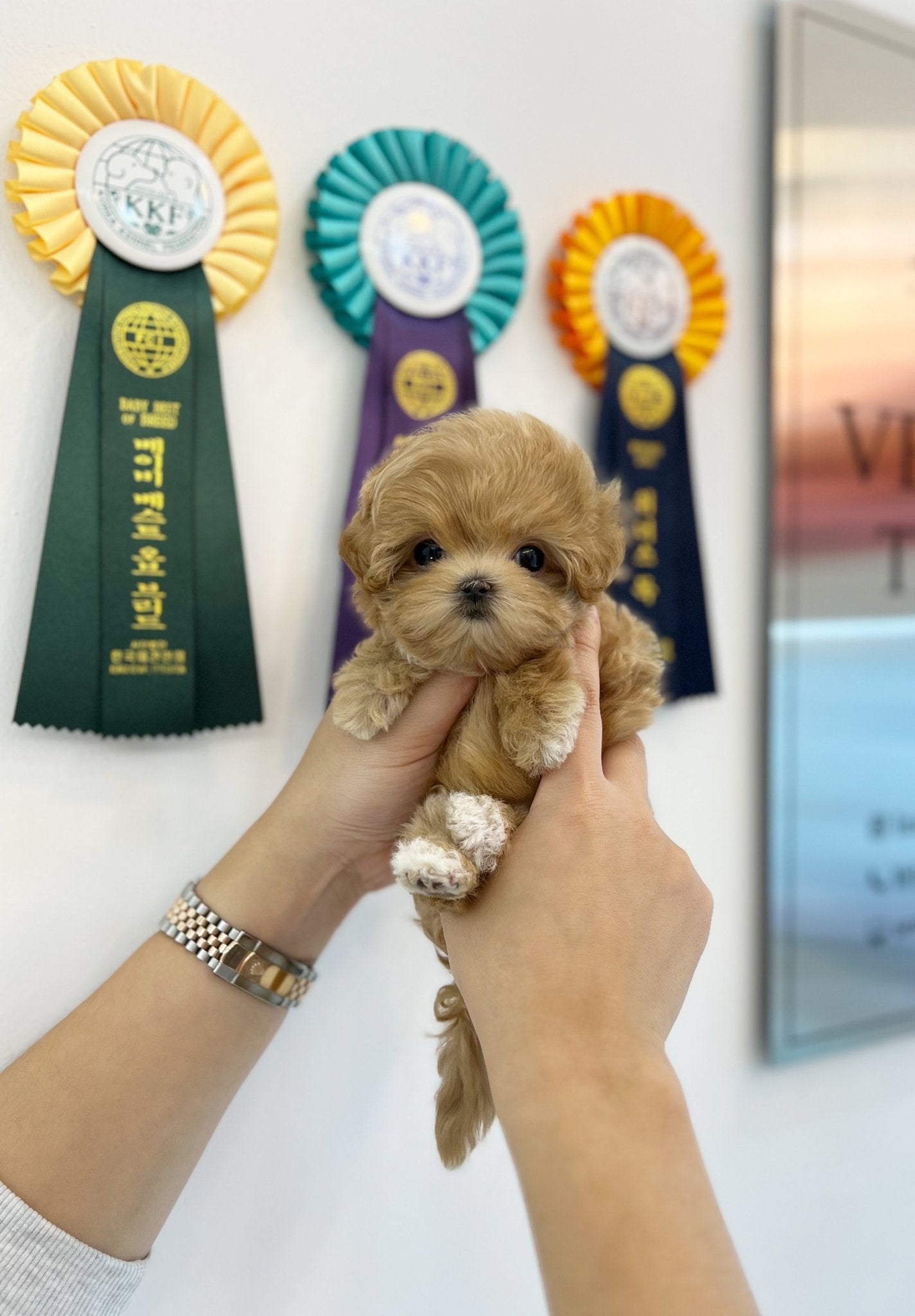 Maltipoo - Lucy(Male) - Beautiful puppy teacup puppy with adorable features available for adoption from Velydog