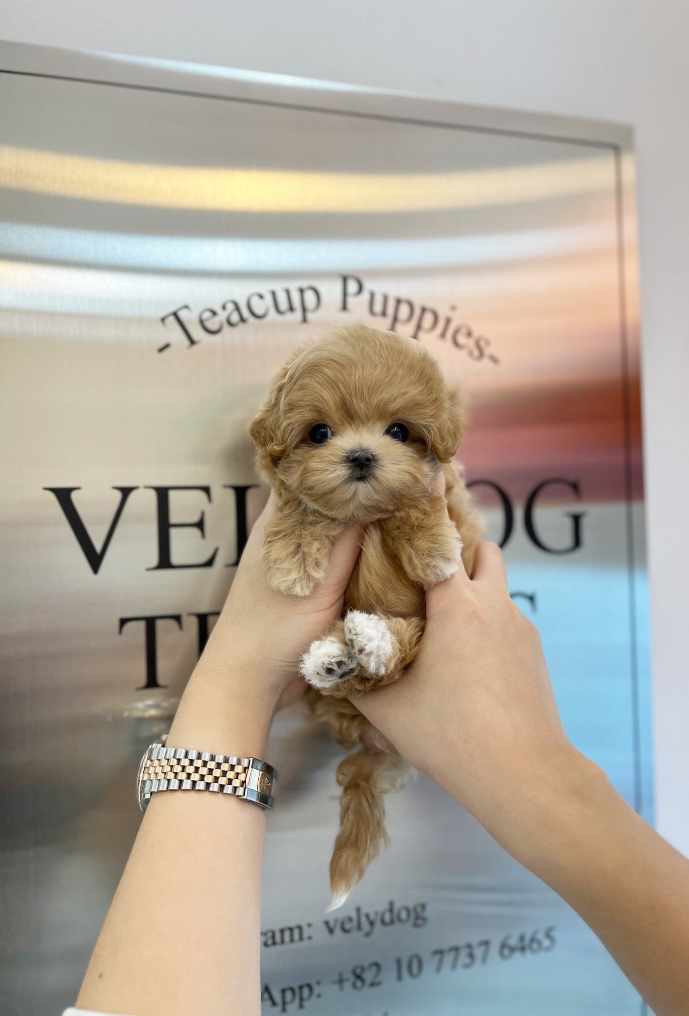 Maltipoo - Lucy(Male) - Beautiful puppy teacup puppy with adorable features available for adoption from Velydog