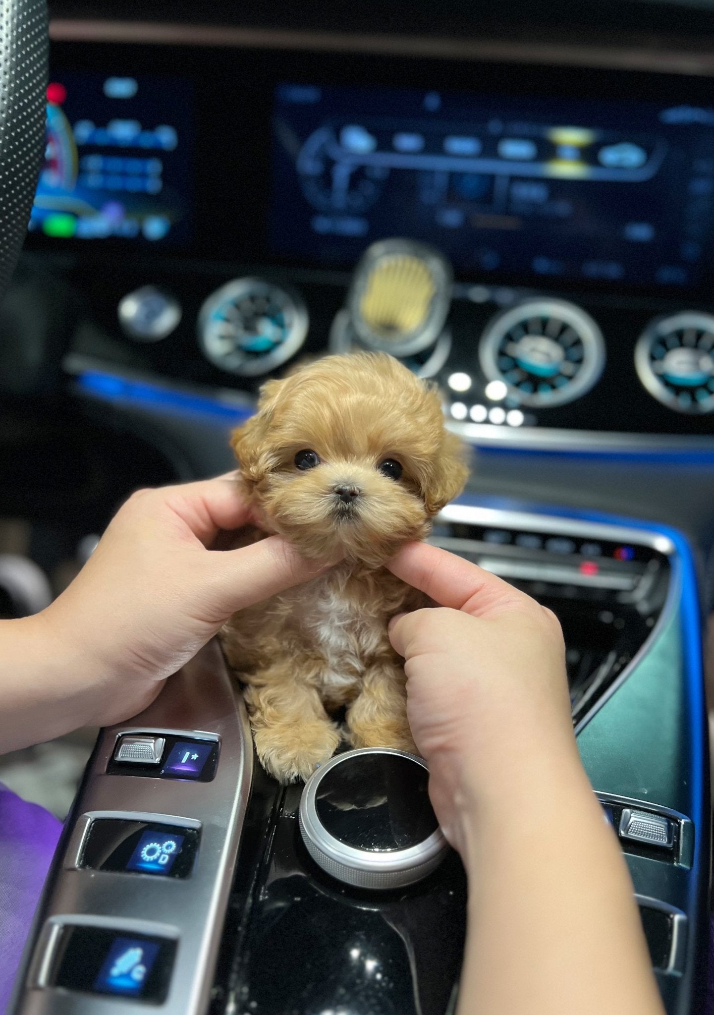 Maltipoo - Lucy(Male) - Beautiful puppy teacup puppy with adorable features available for adoption from Velydog