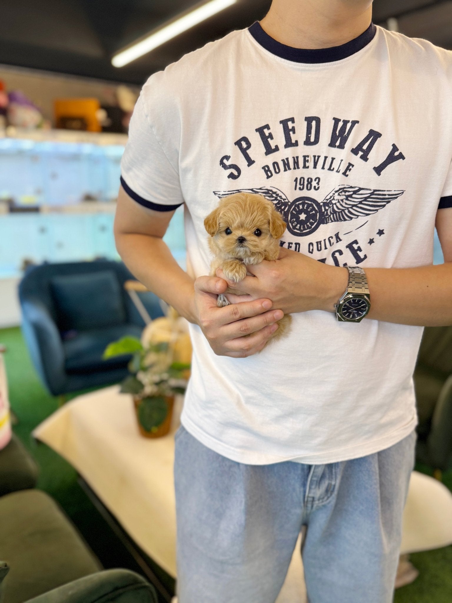 Maltipoo - Luky(Female) - Beautiful puppy teacup puppy with adorable features available for adoption from Velydog