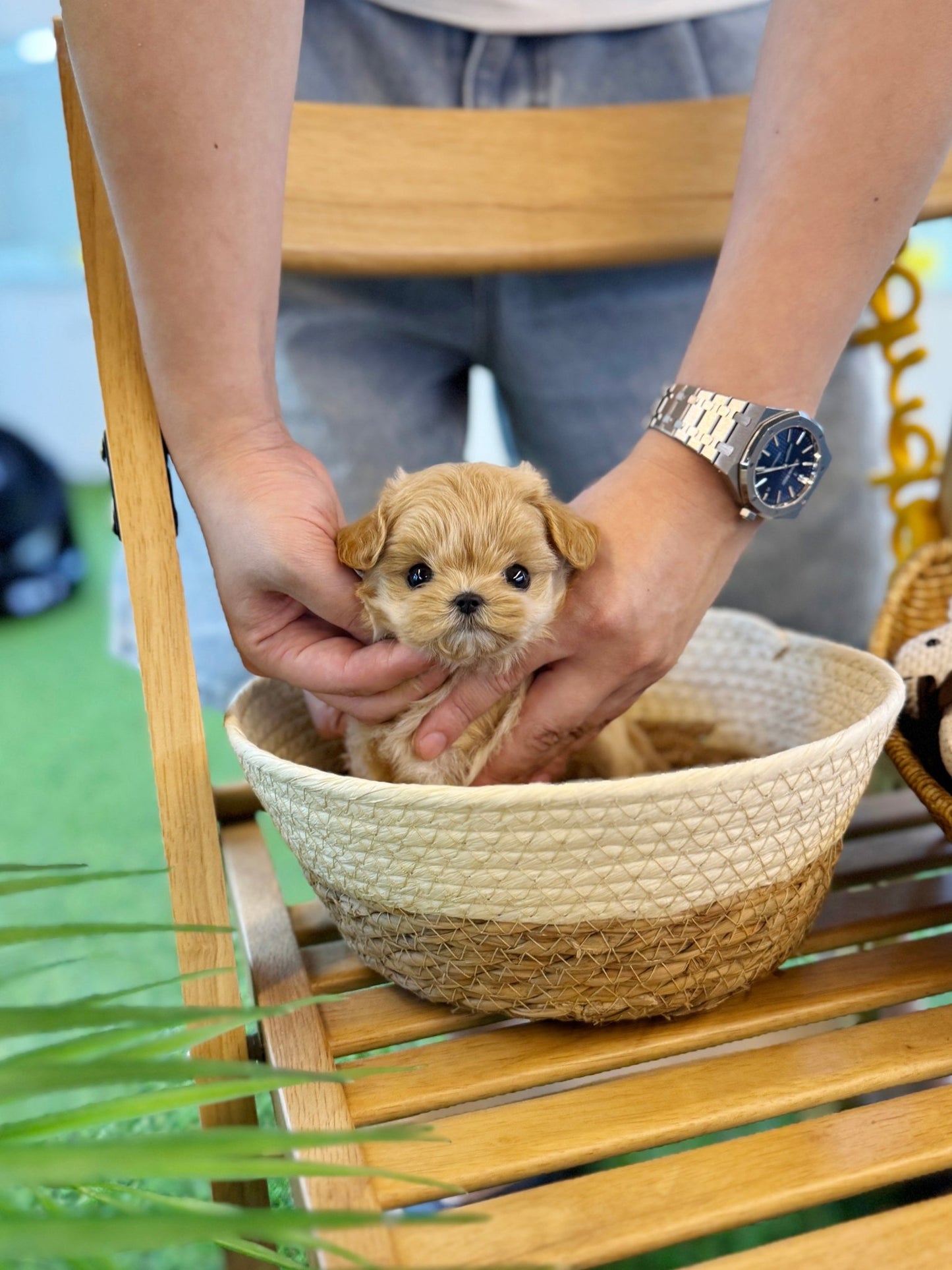 Maltipoo - Luky(Female) - Beautiful puppy teacup puppy with adorable features available for adoption from Velydog