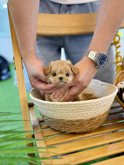 Maltipoo - Luky(Female) - Beautiful puppy teacup puppy with adorable features available for adoption from Velydog