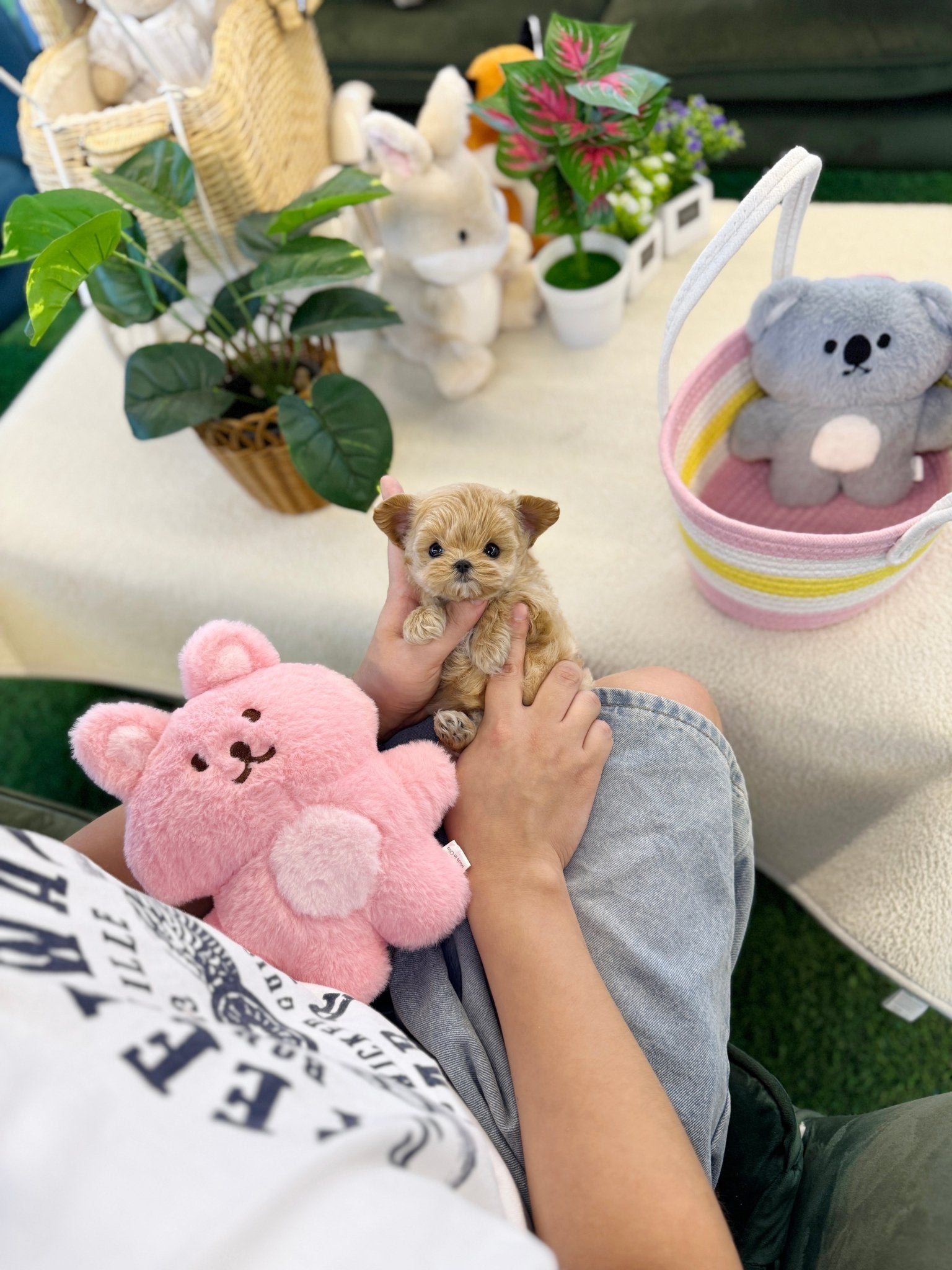 Maltipoo - Luky(Female) - Beautiful puppy teacup puppy with adorable features available for adoption from Velydog