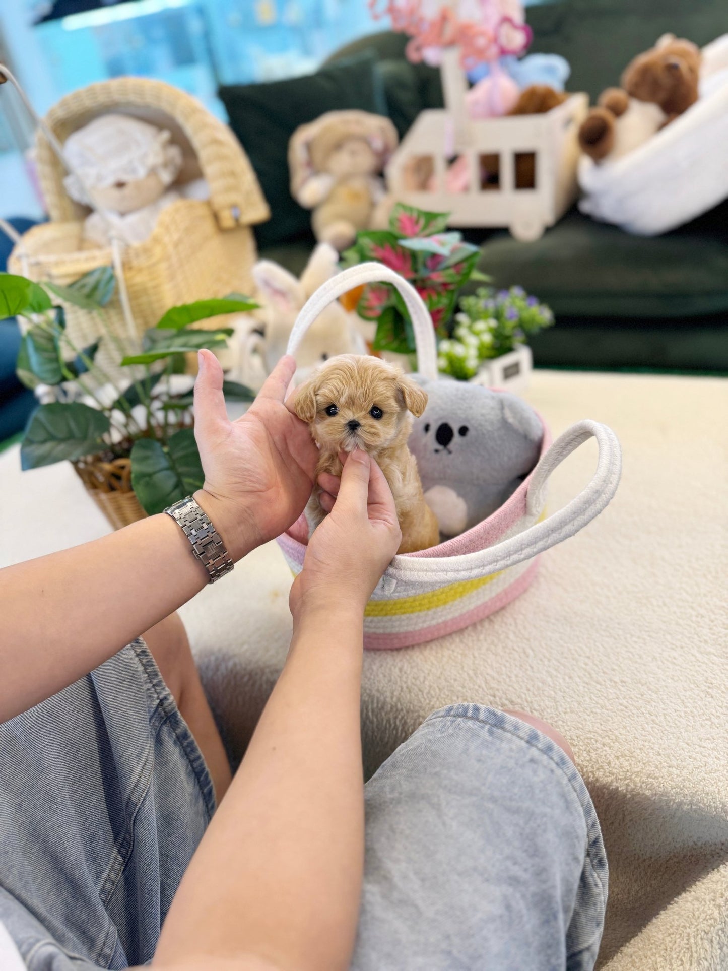 Maltipoo - Luky(Female) - Beautiful puppy teacup puppy with adorable features available for adoption from Velydog