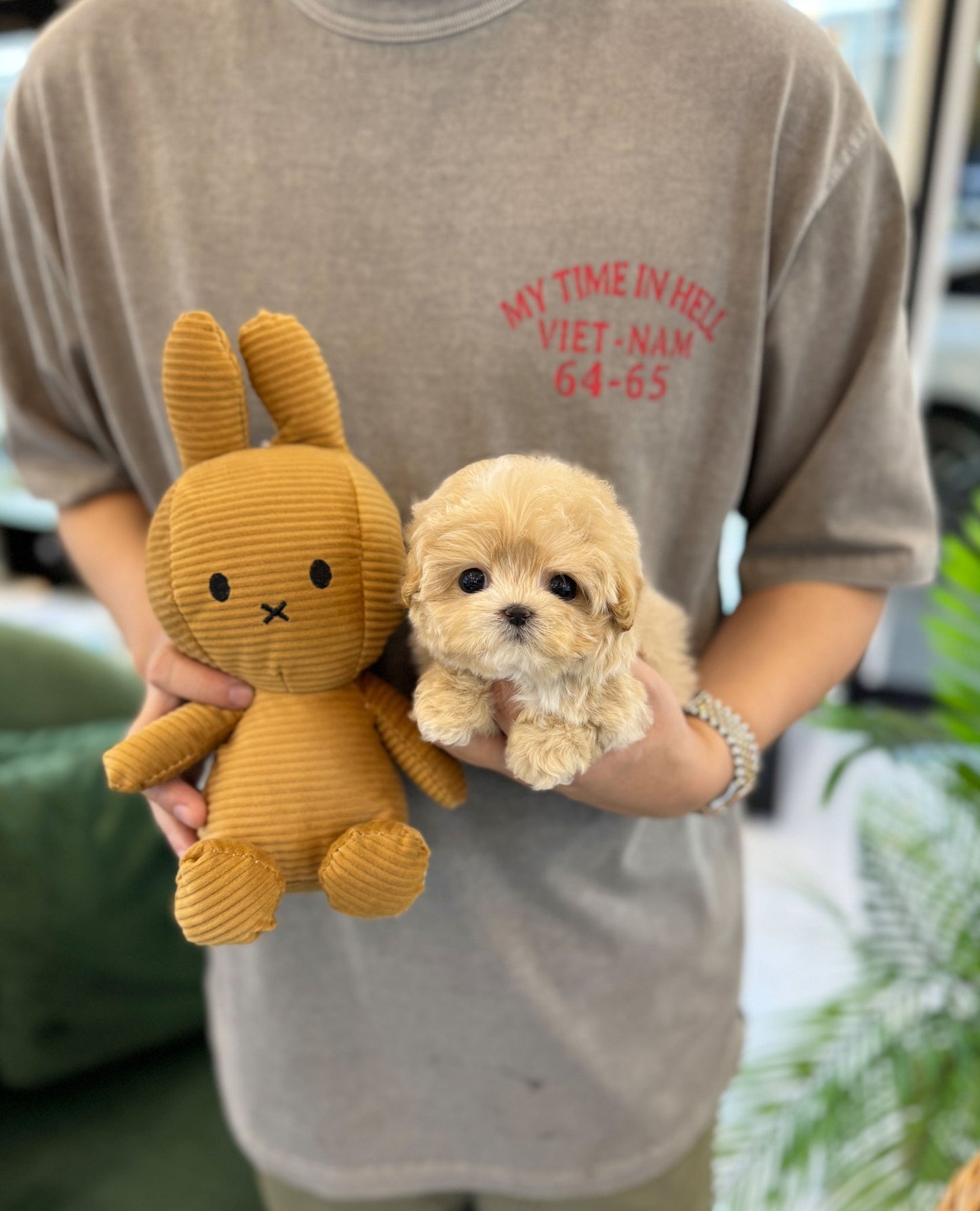 Maltipoo - Lulu(Female) - Beautiful puppy teacup puppy with adorable features available for adoption from Velydog