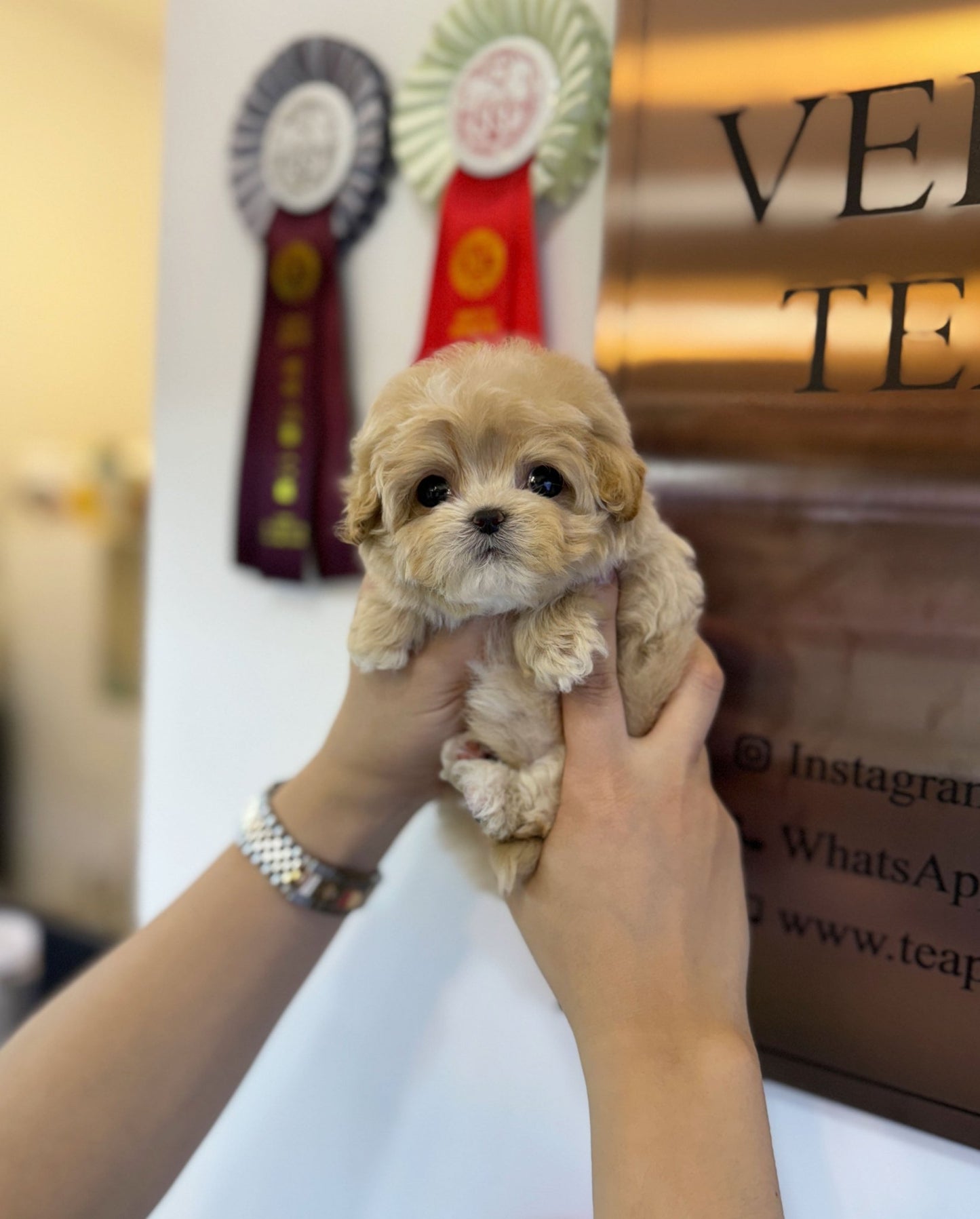 Maltipoo - Lulu(Female) - Beautiful puppy teacup puppy with adorable features available for adoption from Velydog