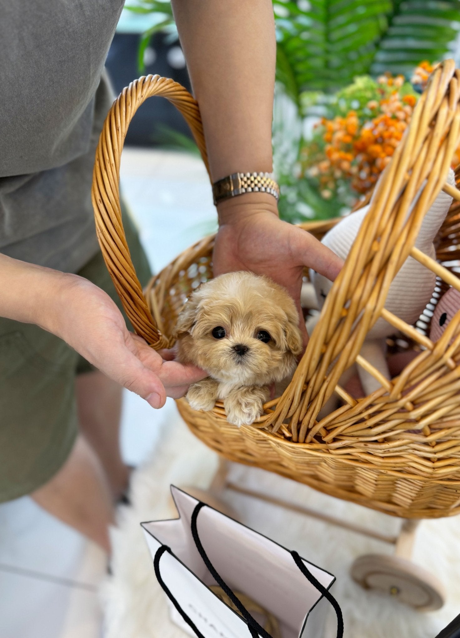 Maltipoo - Lulu(Female) - Beautiful puppy teacup puppy with adorable features available for adoption from Velydog