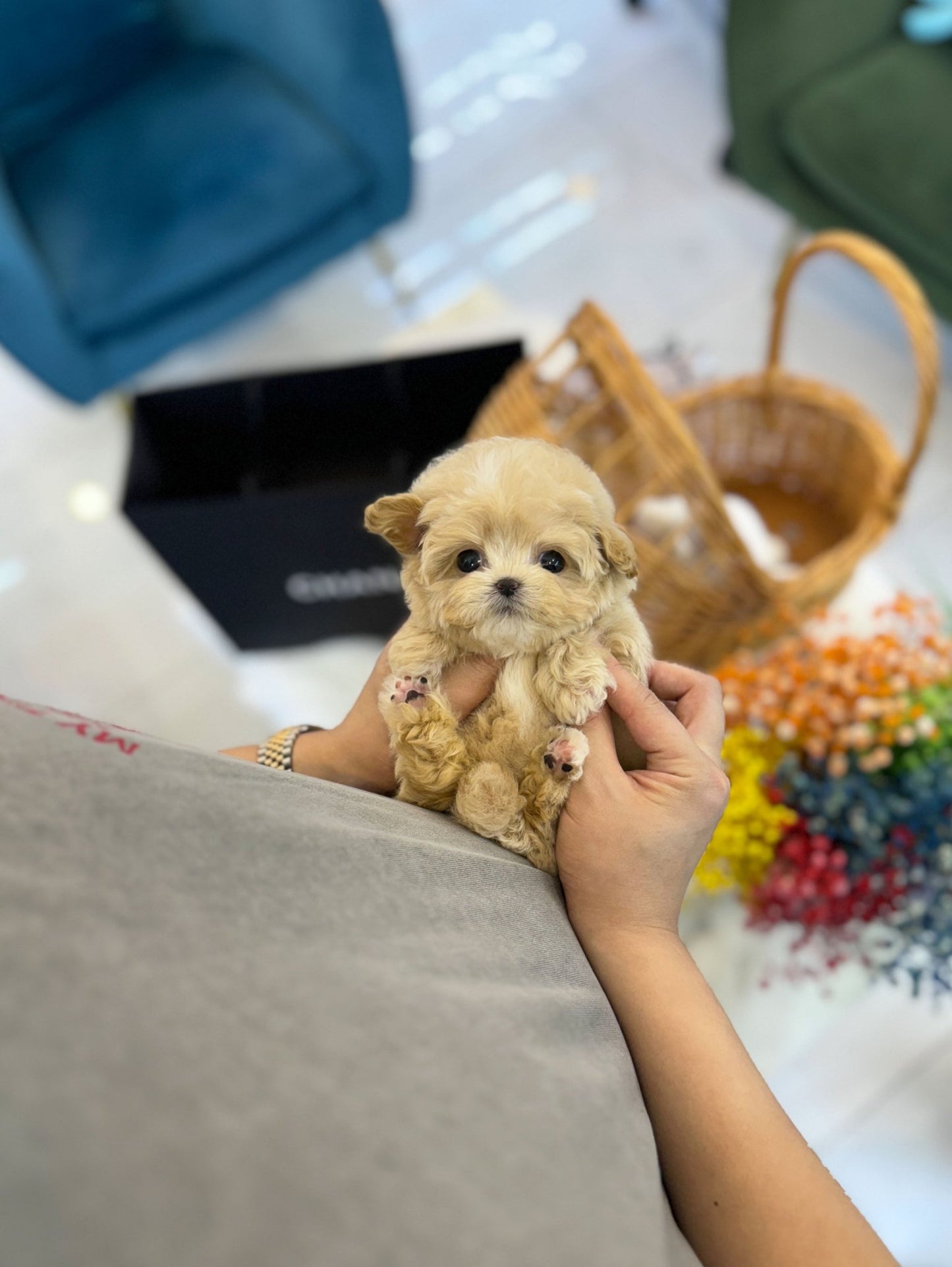 Maltipoo - Lulu(Female) - Beautiful puppy teacup puppy with adorable features available for adoption from Velydog