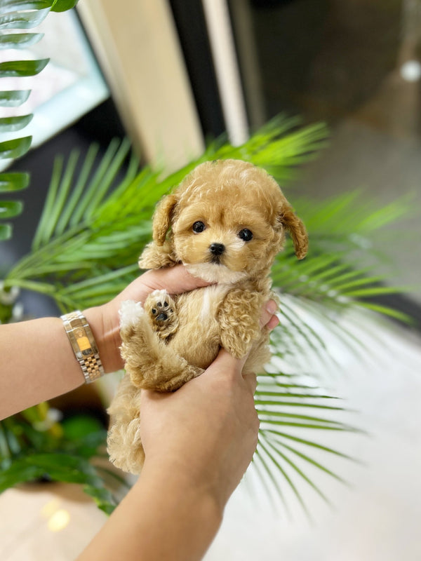Maltipoo - Luna(Female) - Beautiful puppy teacup puppy with adorable features available for adoption from Velydog