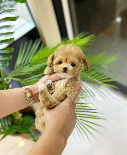 Maltipoo - Luna(Female) - Beautiful puppy teacup puppy with adorable features available for adoption from Velydog