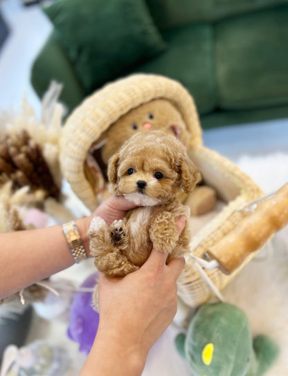 Maltipoo - Luna(Female) - Beautiful puppy teacup puppy with adorable features available for adoption from Velydog